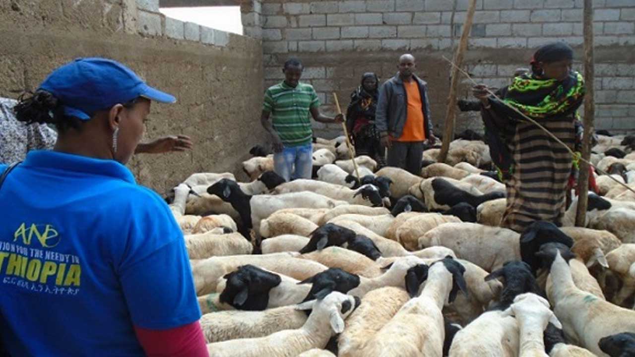 Refugees In Dilo And Megado Refugee Camps Continue Breeding Sheep Received From ANE
